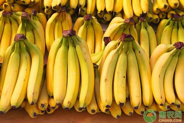 香蕉网上批发价多少(香蕉网上批发价多少一斤)